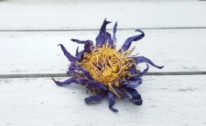 buy blue lotus
